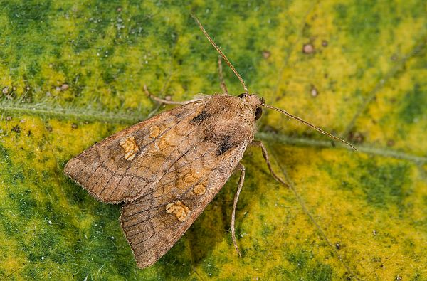 Amphipoea fucosa