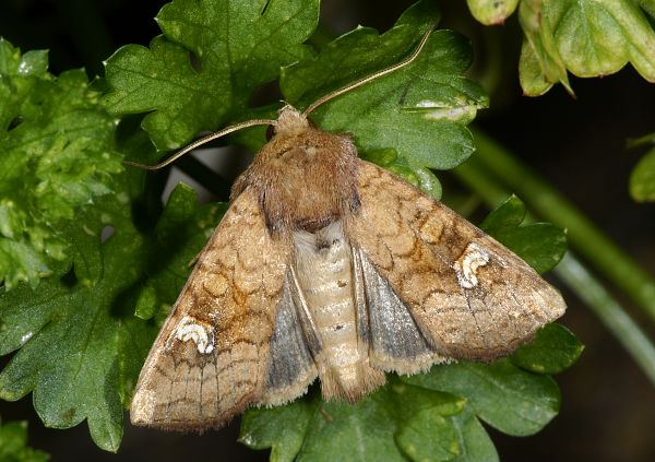 Amphipoea oculea