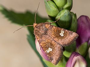 Amphipoea oculea