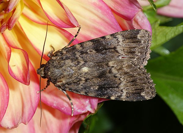 Amphipyra berbera