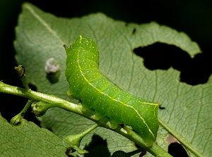 Amphipyra pyramidea