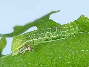 Amphipyra pyramidea