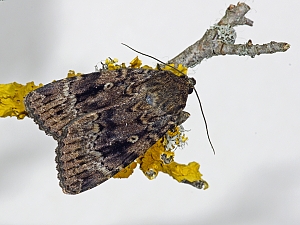 Amphipyra pyramidea