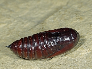 Amphipyra pyramidea