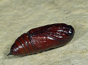 Amphipyra pyramidea