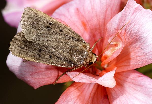 Amphipyra tragopoginis