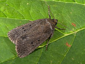Amphipyra tragopoginis