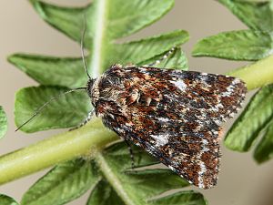 Anarta myrtilli