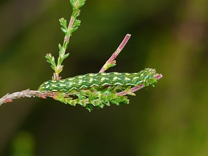 Anarta myrtilli