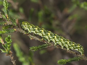 Anarta myrtilli