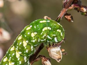 Anarta myrtilli