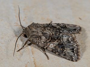 Anarta odontites