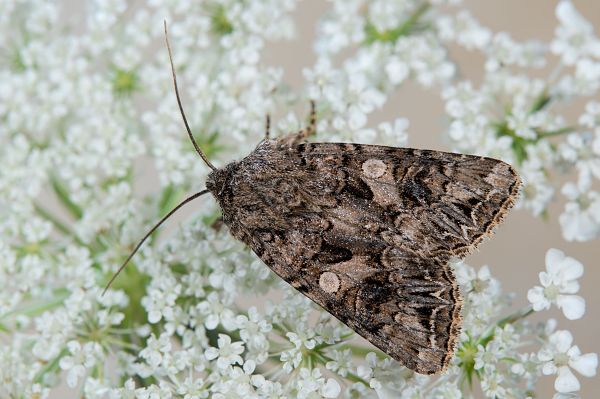 Anarta odontites