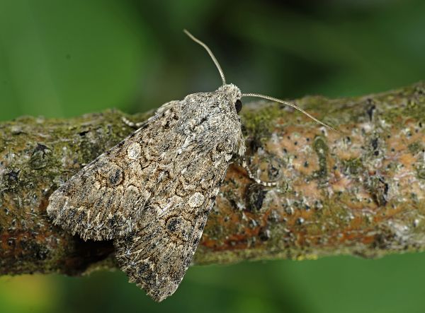 Anarta trifolii