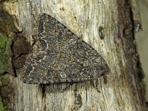 Anarta trifolii