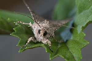 Anarta trifolii