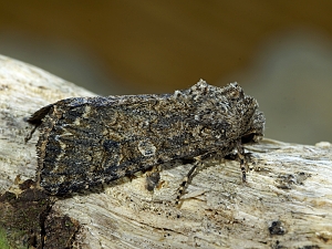 Anarta trifolii