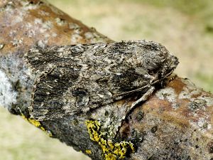 Anarta trifolii