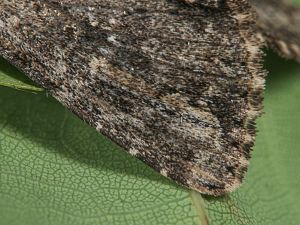 Apamea anceps