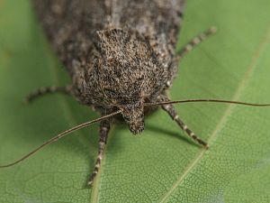 Apamea anceps