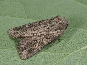 Apamea anceps
