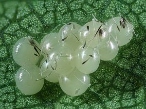 Apamea anceps