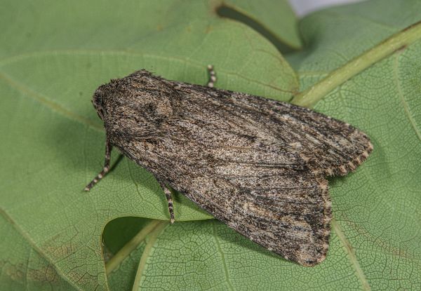 Apamea anceps