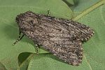 Apamea anceps