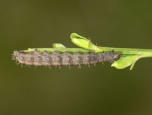 Apamea crenata