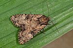 Apamea epomidion