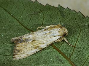 Apamea lithoxylaea