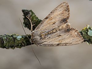 Apamea sublustris