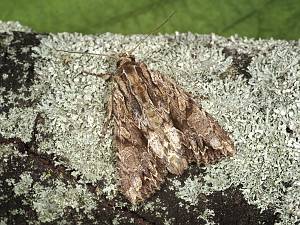 Apamea monoglypha