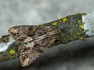 Apamea monoglypha