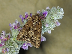 Apamea monoglypha