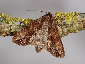 Apamea monoglypha