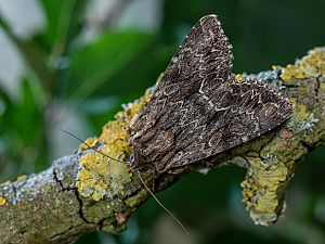 Apamea monoglypha