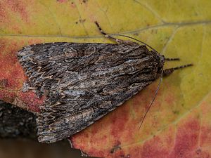 Apamea monoglypha