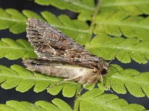 Apamea monoglypha