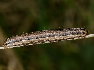 Apamea remissa