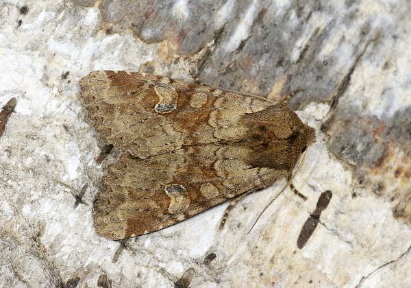 Apamea sordens