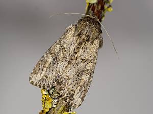 Apamea sordens