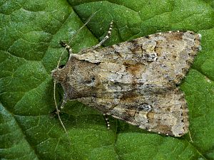 Apamea sordens