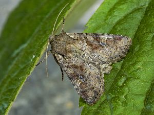 Apamea sordens