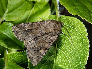 Apamea sordens