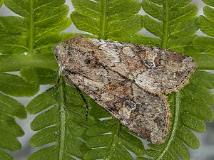 Apamea sordens