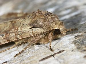 Apamea sordens