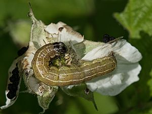 Apamea remissa