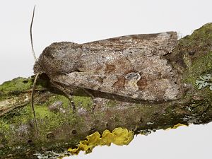 Apamea sordens