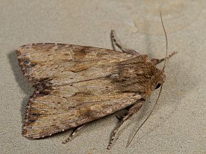 Apamea sublustris